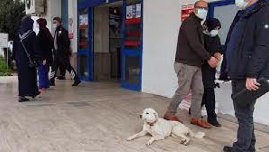 Bu kadarı olmaz: Başıboş köpekler hastanede geziyor